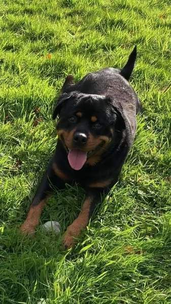 NWDogRescue's tweet photo. Please RT🐾🇬🇧  and help Reggie find a furever home
https://t.co/xuA0Ngkuvx https://t.co/Eww9pQsc2X