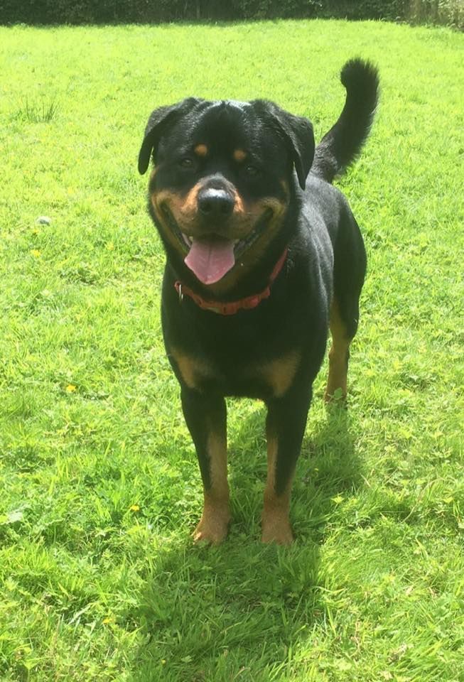 NWDogRescue's tweet photo. Please RT🐾🇬🇧  and help Reggie find a furever home
https://t.co/xuA0Ngkuvx https://t.co/Eww9pQsc2X