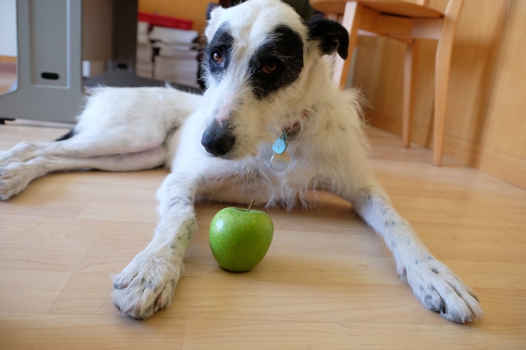 pachamamaspace's tweet photo. Estamos sumidos en un sesudo proceso para definir los valores y las normas de Espacio Pachamama:

Punto 1: Los perros (y sus manzanas) son bienvenidos.

#EspacioPachamama #AlgoestaPachando #animalfriendly https://t.co/Xd6tQfZaMX
