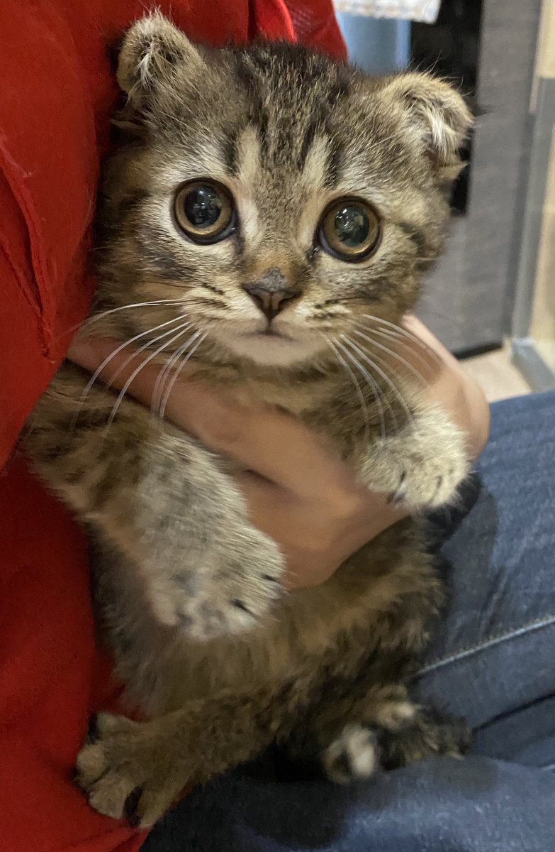 保護猫カフェ鶴橋店 元保護猫カフェマンチカン 里親募集 スコティッシュフォールド ジュゼッペ 21 4 30生まれ 前足を組んでるジュゼッペと 前足を揃えてるジュゼッペ アナタはどちらがお好きですか 06 4307 4715 どっちも可愛い 保護猫カフェ鶴橋店 元保護猫カフェマンチカン 里親募集 スコティッシュフォールド ジュゼッペ 21 4 30生まれ 前足を組んでるジュゼッペと 前足を揃えてるジュゼッペ アナタはどちらがお好きですか 06 4307 4715 どっちも可愛い
