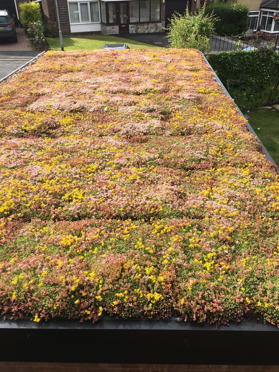 mancgreenroofs's tweet photo. Update of  #greenroof  #Littleborough https://t.co/FRVrzjlOf8