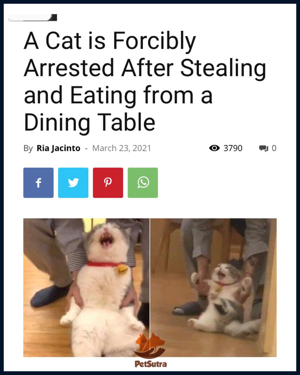 petsutra's tweet photo. Falsely accused of Cat crimes π±π
π»ββοΈ
#petsutra #petsoftwitter #catsofinstagram #CatsOfTwitter #cats #Caturday #catlovers https://t.co/QI0DZe4KS6