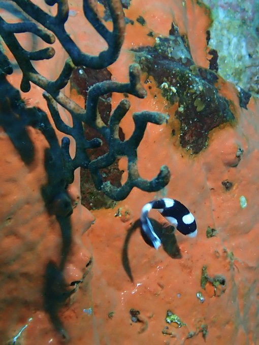 アジアコショウダイのtwitterイラスト検索結果