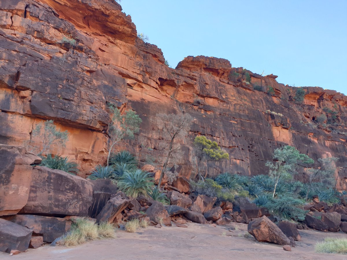 sister_ratched's tweet photo. Palm Valley: our first seriously challenging 4wd road and we made it! So incredibly worth it, a stunningly beautiful place.  #oldfartstouroz #visitNT https://t.co/Ads0TEI47E