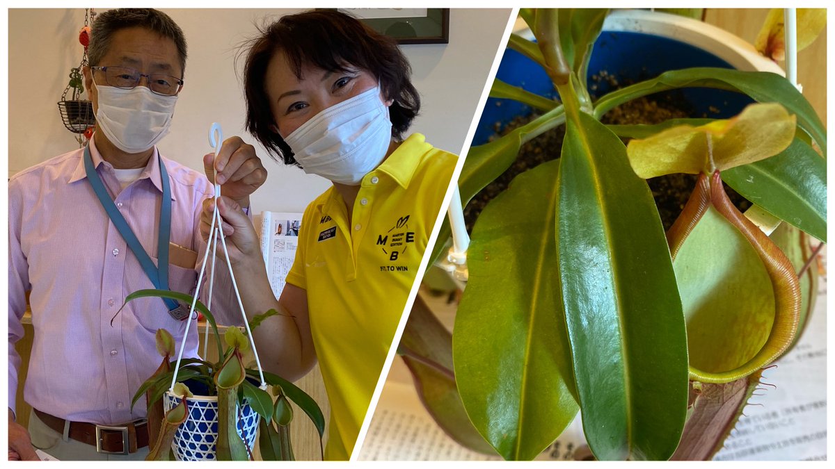 山田みき S Tweet 連日30 超の猛暑のなか 健気に暑さに耐えている植物を見ると元気づけられます 写真はウツボカズラ 甘い罠 絡みつく視線 という妖艶な花言葉を持つ食虫植物で 夏になると園芸店で数多く出回るそうです 私達の生活も自然の一部だと