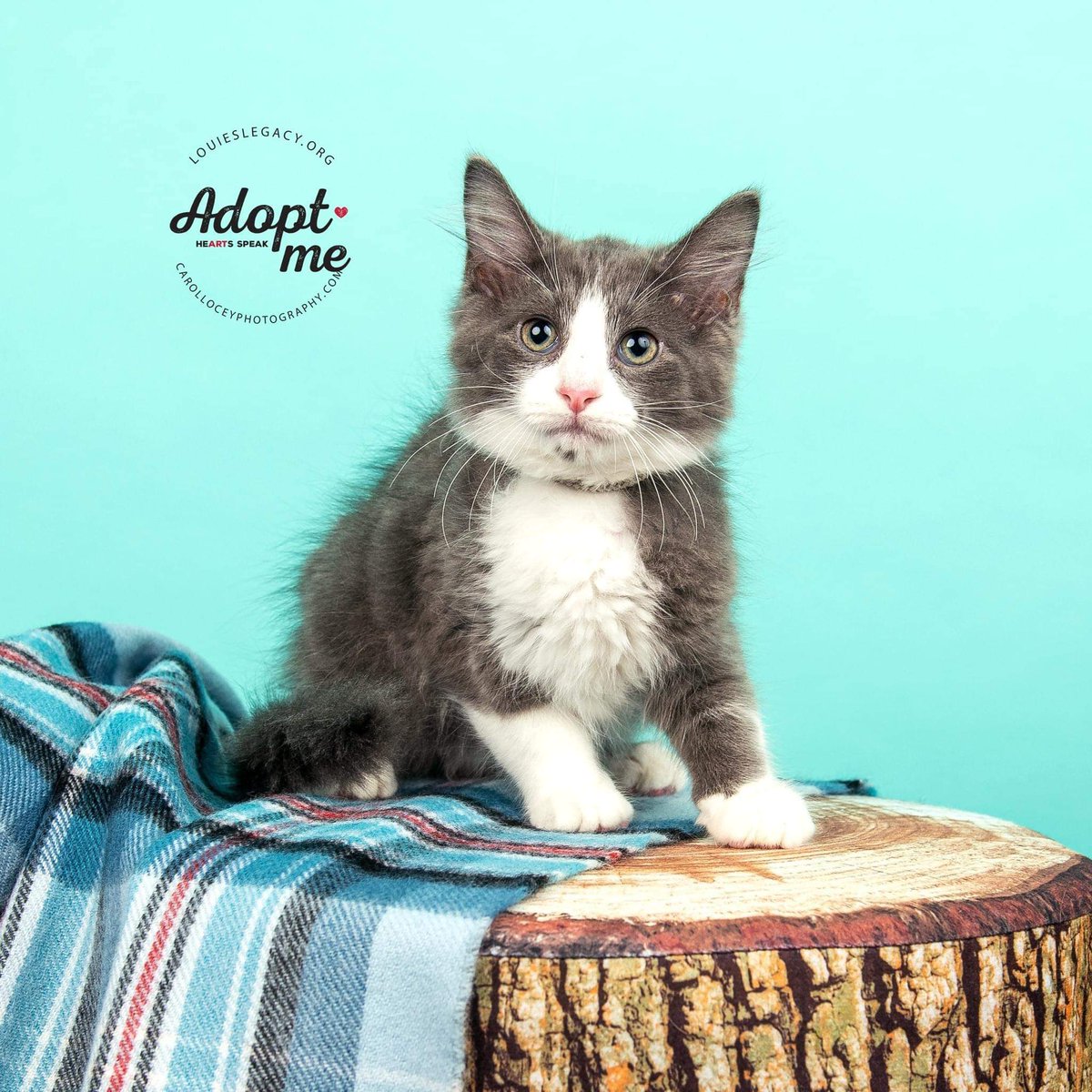 lisa_verar's tweet photo. Not been  on much  been  taking  time  to regroup and balance  myself with  this cruel world..but I been  keeping up with  my rescues and fostering  look at these  babies  I had that went to rescue https://t.co/FTSY7R7tTk