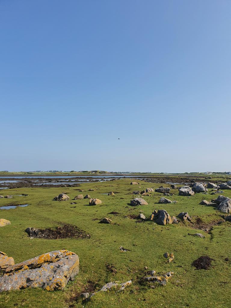 definitely a more bearable day on the marsh today! 🌤️

#Galway #BlueCarbon