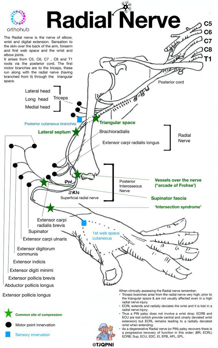 Tom Quick (@tjqpni) on Twitter photo Here are my first three #MedEd #Anatomy #ClinicalExam Study sheets for #nerveanatomy - #radial #median #ulnar: videos and sheets on <a href="/OrthohubXYZ/">orthohub.xyz</a> m.youtube.com/watch?v=glOvMd… Here are my first three #MedEd #Anatomy #ClinicalExam Study sheets for #nerveanatomy - #radial #median #ulnar: videos and sheets on <a href="/OrthohubXYZ/">orthohub.xyz</a> m.youtube.com/watch?v=glOvMd…