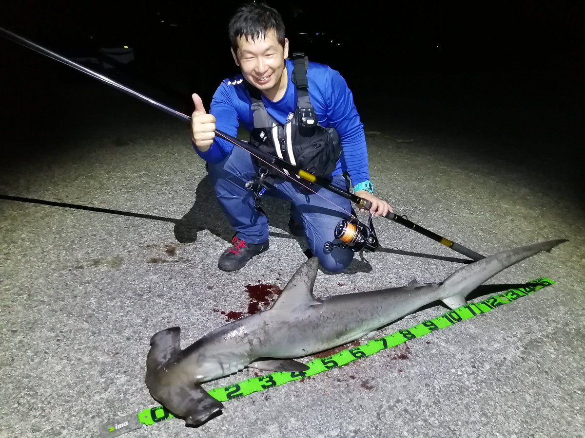U1_Bukkominchu's tweet photo. ハンマー超引くじゃん💦
腕パンパンなんですけど(笑)
145cmくらいでした🦈
※今日ハンマーウヨウヨしてる！ https://t.co/79B1Ha5Zud