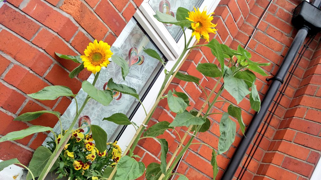 Sunflowers are go! <a href="/SummerOfSunflo1/">Summer Of Sunflowers</a> #CoventryGrows