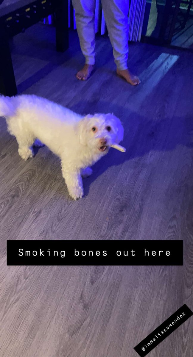 immelissamendez's tweet photo. 4:20 Somewhere #stoner #stonerdog #maltipoo #albino #dogs #420life https://t.co/8mwlM8epUv