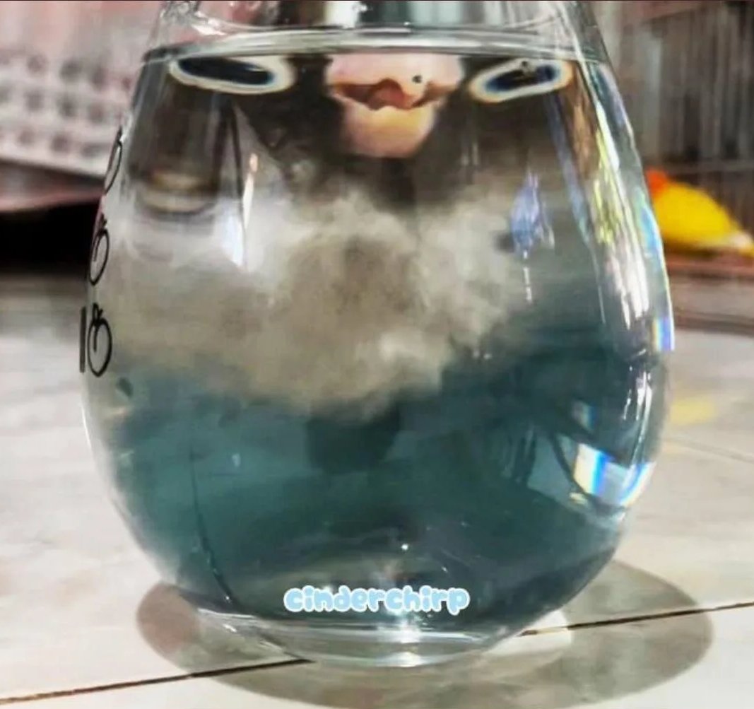 Birds With Threatening Auras (@aurasbirds) on Twitter photo 