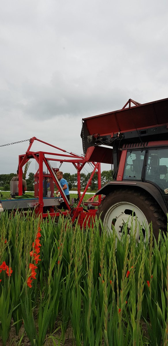 VeningaHijken's tweet photo. 💐|🚜| Gladiolen snijden. #bloemenoogst #bollenteelt #oogst2021 https://t.co/k92sHUIxIE