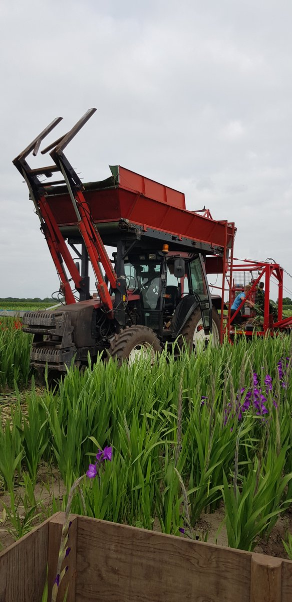 💐|🚜| Gladiolen snijden. #bloemenoogst #bollenteelt #oogst2021