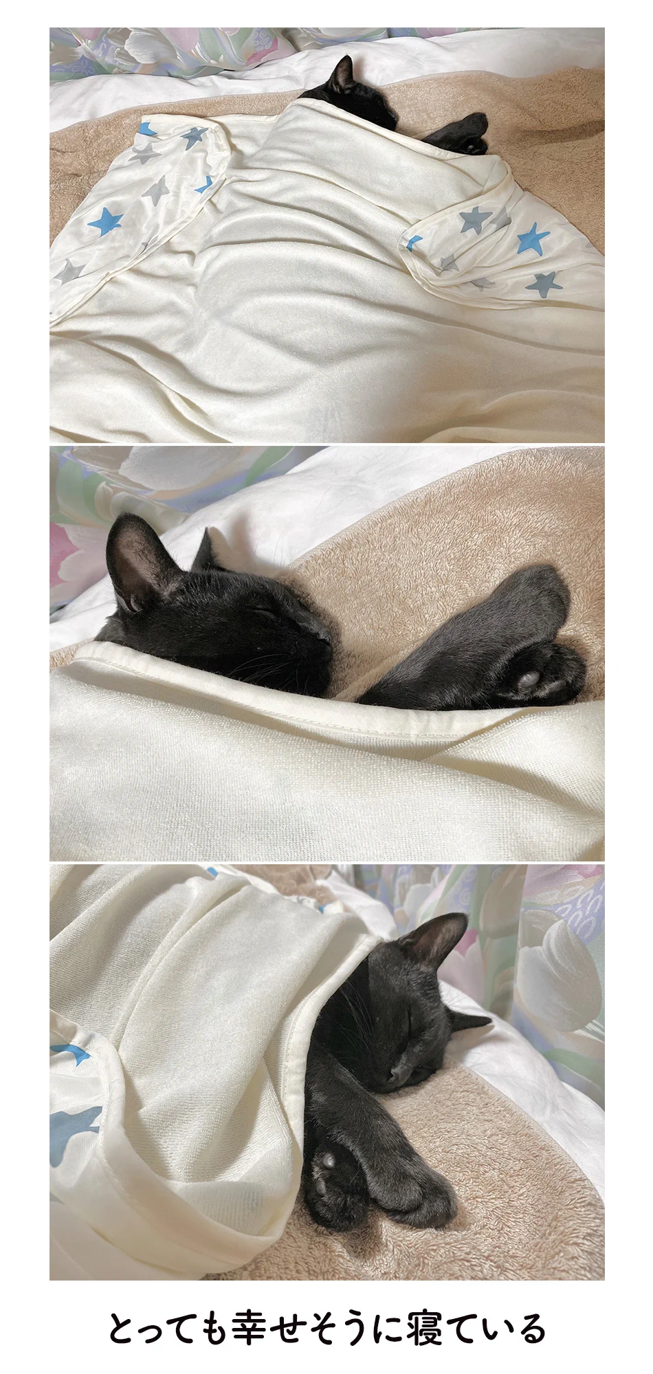 自分の寝場所を理解してる賢い猫ちゃん。平和的に寝る場所を分けあうｗｗ