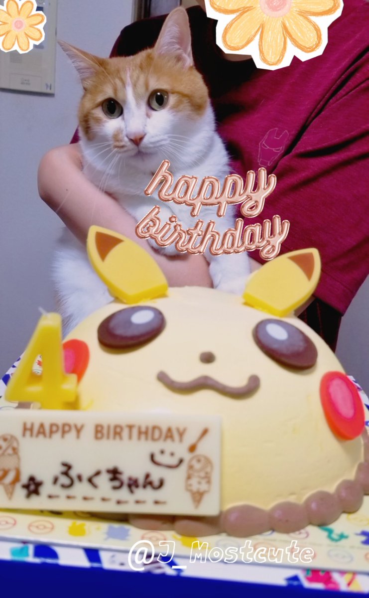 J_Mostcute's tweet photo. 本日はうちの可愛いふくちゃんの4歳のお誕生日でした🥳🥳🥳
これからも毎日可愛いを更新してずっとそばに居てね🥰🥰🥰 https://t.co/4tL56bfIQ1