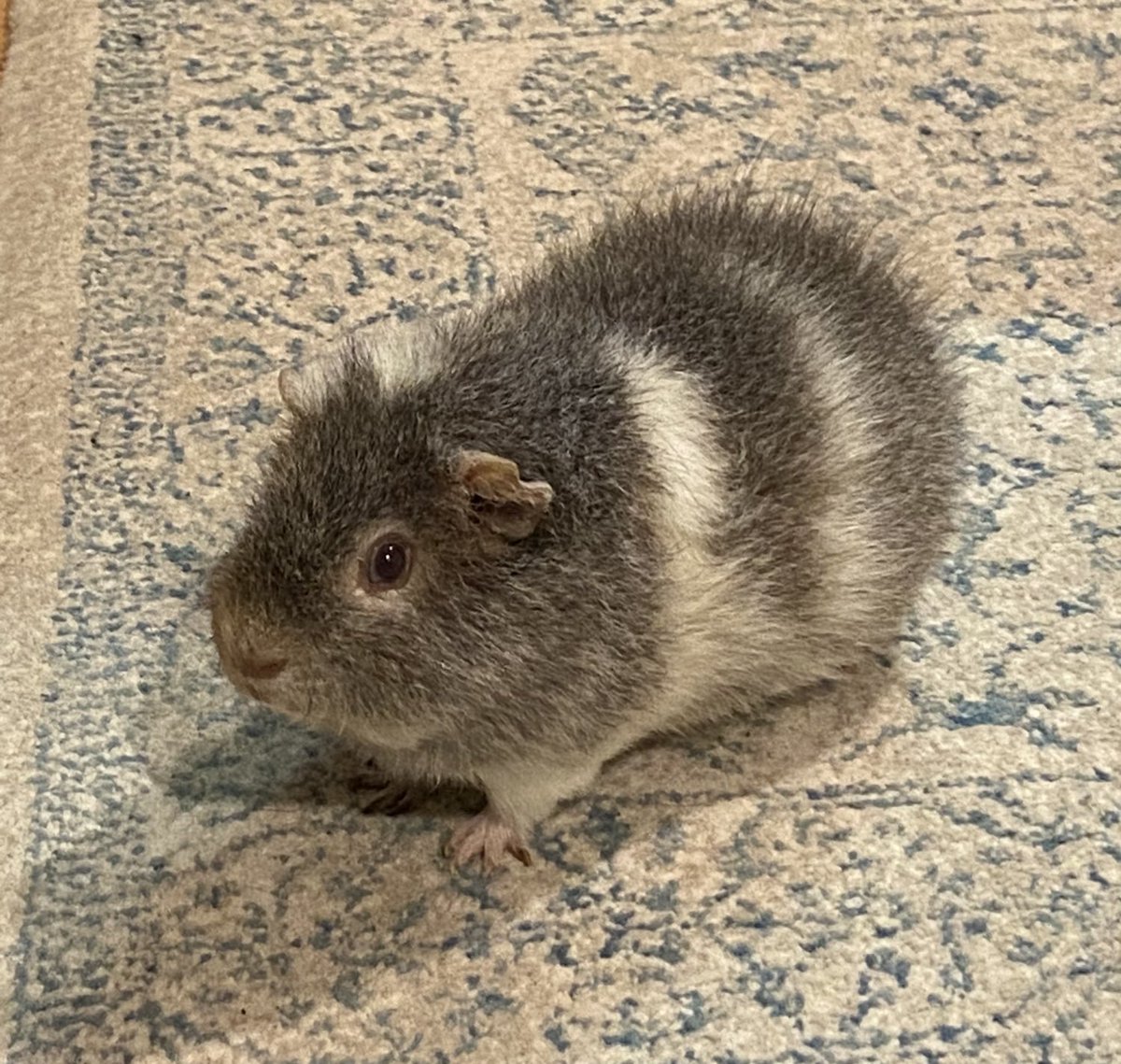 y_u_m_i_o__'s tweet image. お野菜待ち😊

ピーマン大好き💕🫑