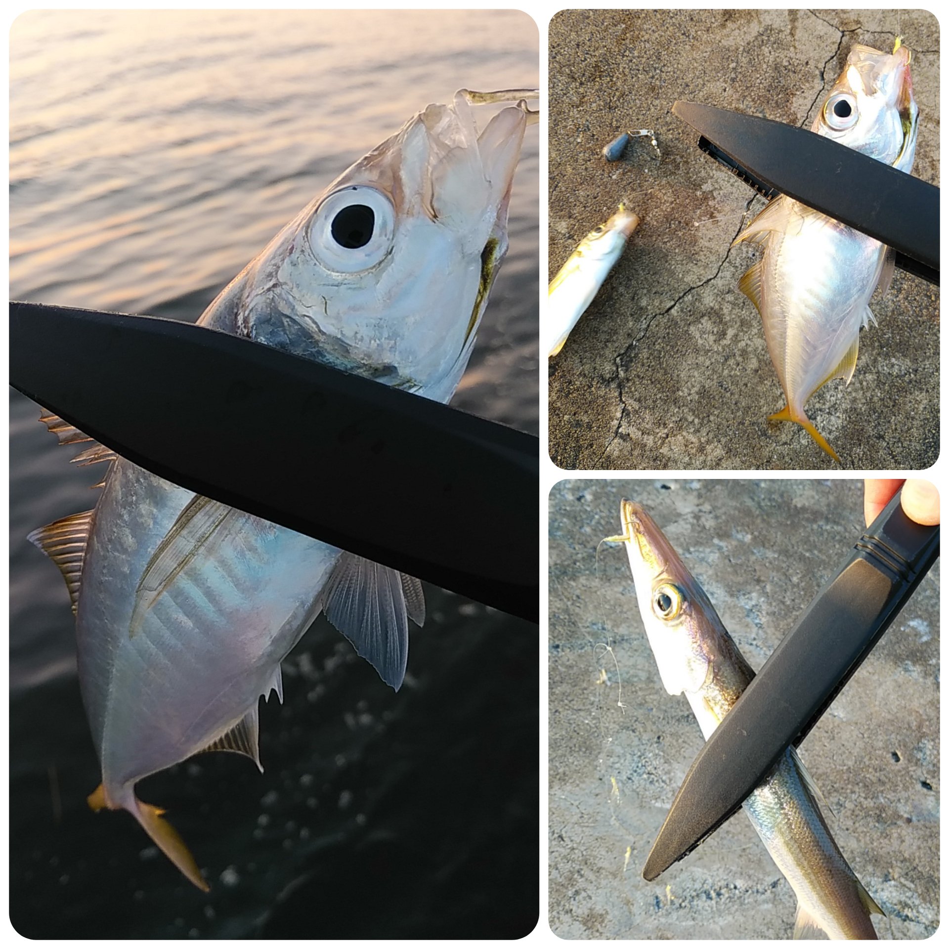 تويتر あるばか على تويتر 今夕はシーバス狙いのノーバイトから早めにサビキに代える 釣りたかったのは正直アジ 釣れたのは18 30頃からで30分間でアジ6匹カマス1匹 アジの25 は嬉しい シーバスロッド サビキ アジ カマス 新潟市の釣り T Co