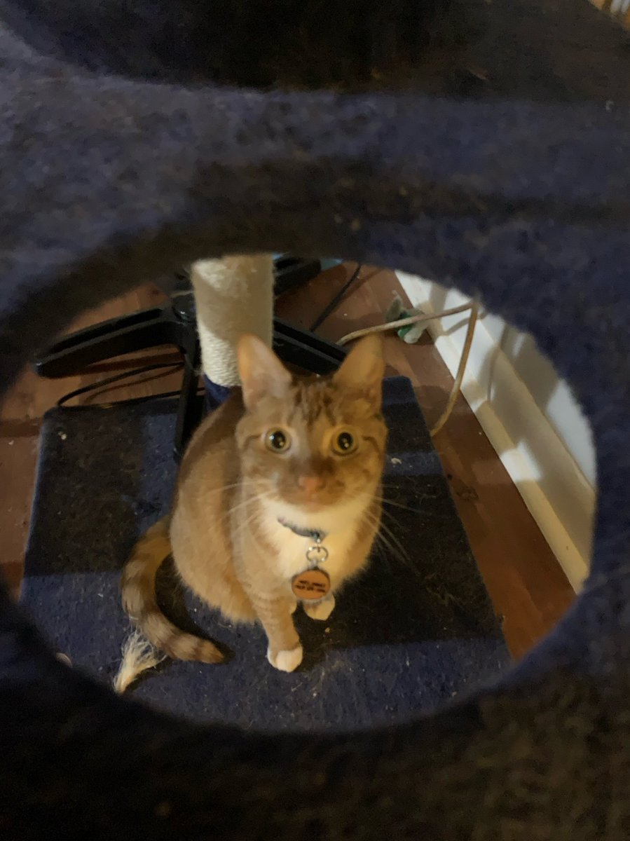 tete & rocket & mordy (@tetekittie) on Twitter photo 