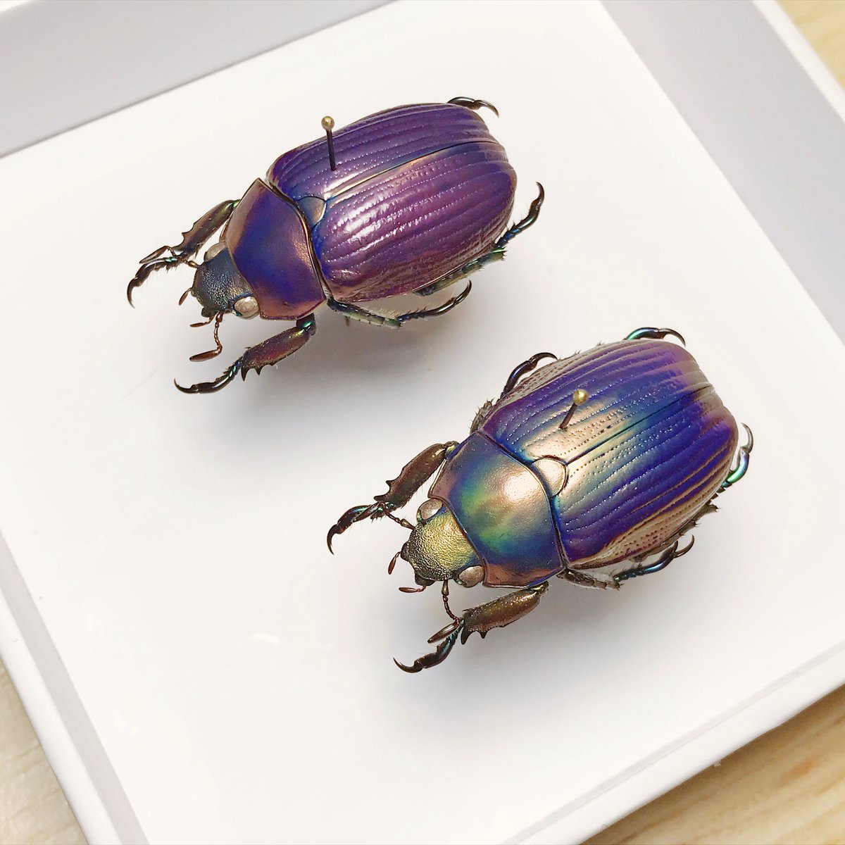 プラチナコガネ #chrysina #宝石甲虫 #标本 chrysina paulseni purple
