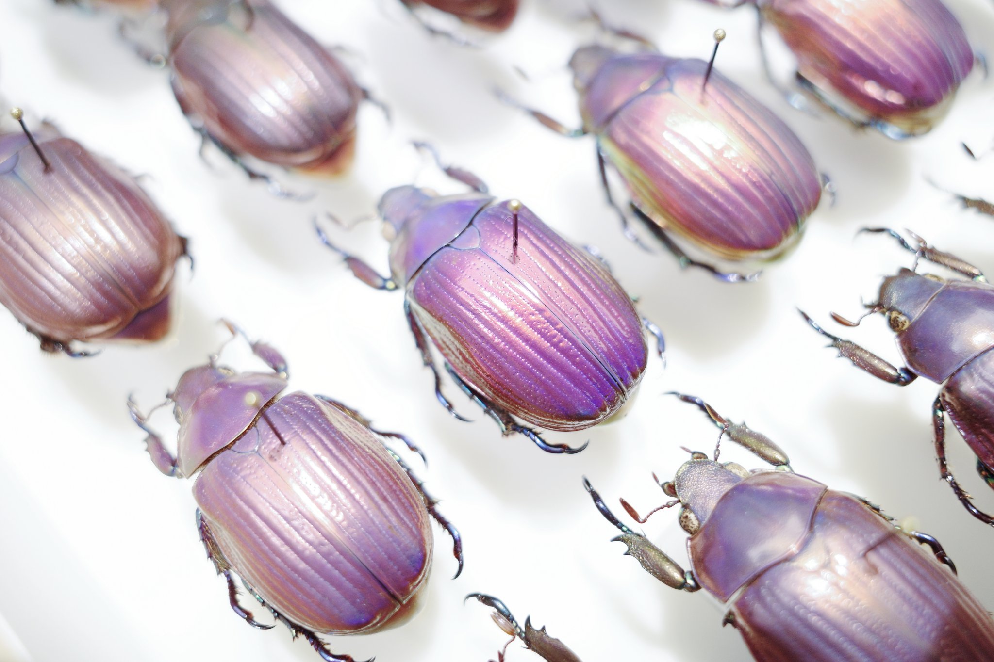 標本 パウルセニプラチナコガネ 紫色型 メキシコ産 Chrysina