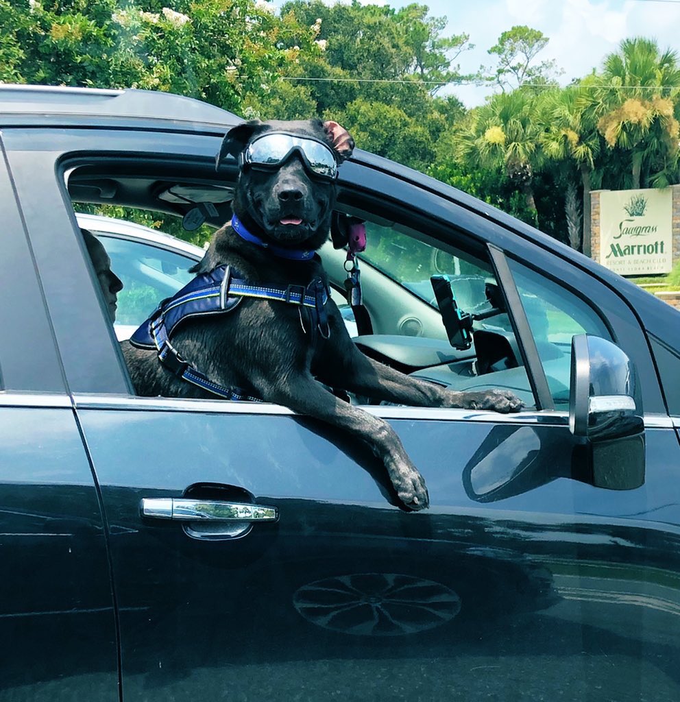 When you’re at a stoplight, look over…and see this. 😍 Day made!

#DoggoLove