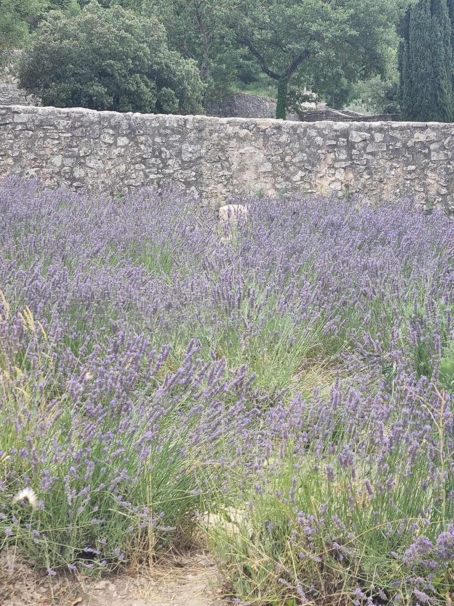 DelphineVgt's tweet photo. #luberon https://t.co/w1RFRlUWDY
