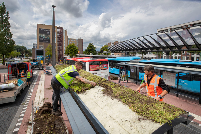 UnalabP's tweet photo. P/ ajudar a inverter a alarmante redução abelhas a nível mundial, a cidade de Leicester (RU) está a instalar “Living Roof Bus” (ou #BeeBusStops) nas paragens d autocarro cobrindo-as c/ 1 mistura de #FloresSilvestres e plantas Sedum q atraem abelhas e outros #InsetosPolinizadores. https://t.co/DTQdxCCcoi