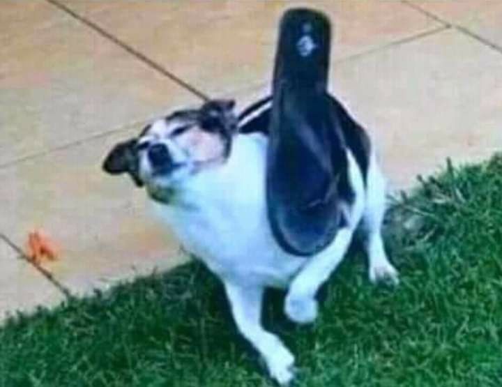 PXETROMAX's tweet image. Como que por que, te extrañe.