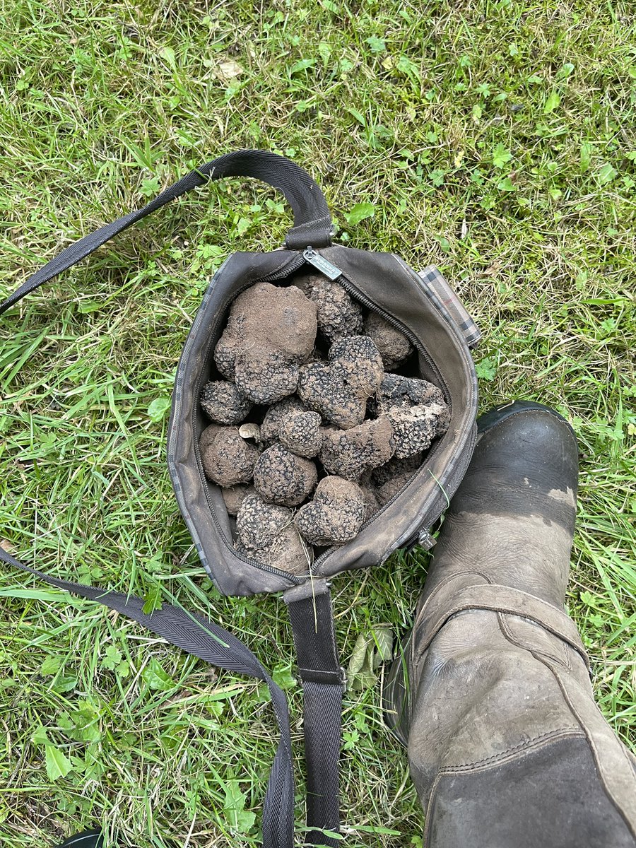 A full load of Welsh black truffles in 45 minutes. I need a bigger bag. #welshtruffles #wales #Foodie