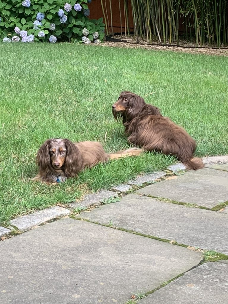 cabwill's tweet image. Cabrina’s Critter Care - Pet Sitting❤️
Veterinary nurse (Animal CPR certified) 
15 years of experience
Fairfield County - NYC 
(future traveling sitter)  
#dogsitter #catsitter #petsitter