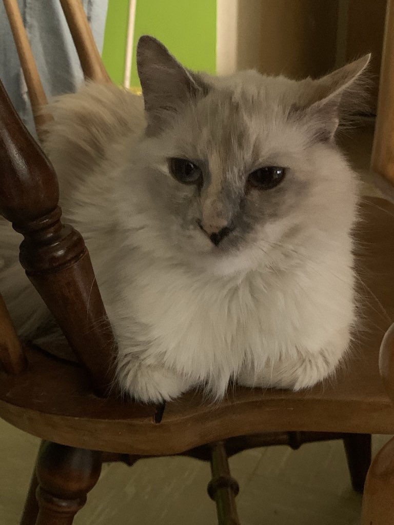 cabwill's tweet image. Cabrina’s Critter Care - Pet Sitting❤️
Veterinary nurse (Animal CPR certified) 
15 years of experience
Fairfield County - NYC 
(future traveling sitter)  
#dogsitter #catsitter #petsitter