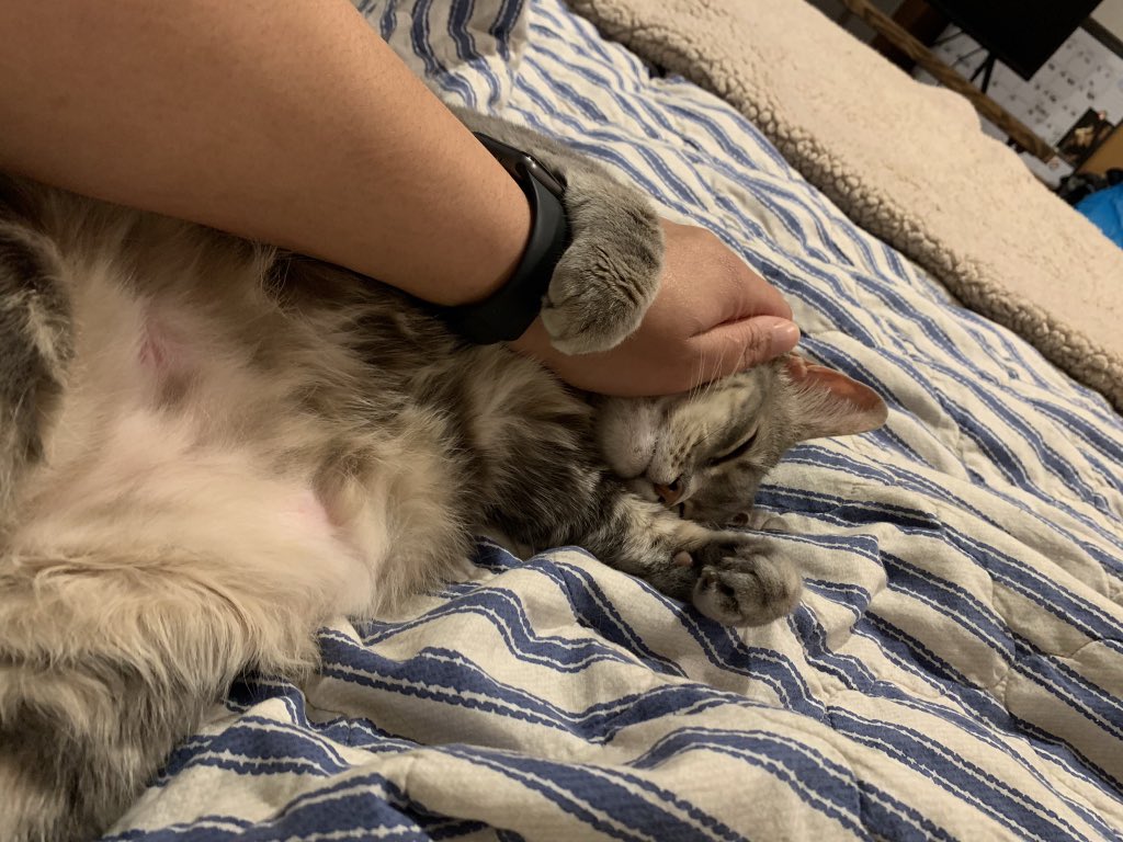 cabwill's tweet image. Cabrina’s Critter Care - Pet Sitting❤️
Veterinary nurse (Animal CPR certified) 
15 years of experience
Fairfield County - NYC 
(future traveling sitter)  
#dogsitter #catsitter #petsitter