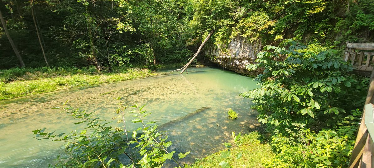 rschroeter23's tweet photo. Ha Ha Tonka State Park
Spring||Natural Bridge||Lake Overlook
According to the posted signage, the spring is Missouri's 12th largest and puts out 50+ million gallons a day! Beautiful state park!
@mostateparks @VisitMO #ThatsmyMO https://t.co/6gDezvSKty