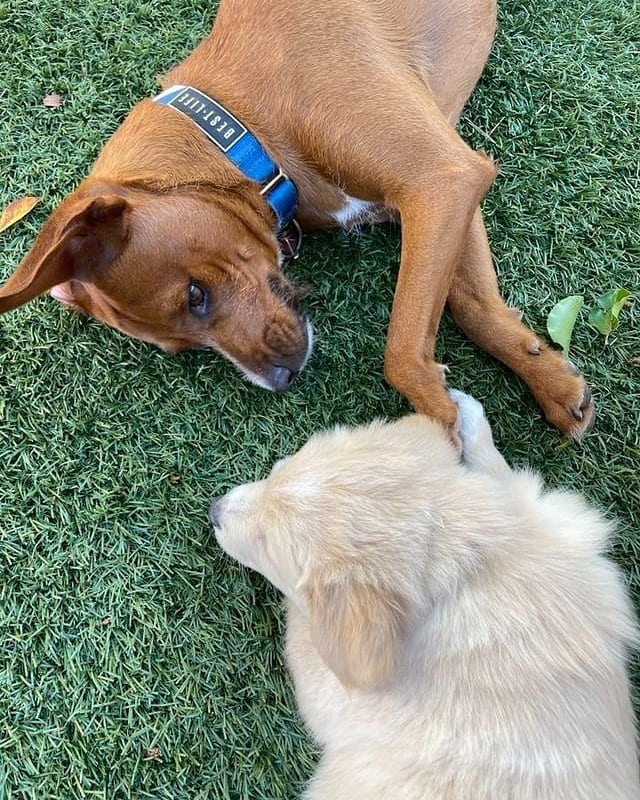victorialily's tweet photo. I cannot believe Alfie is #1 today. Where'd the time go? It feels like he was just getting dropped off at my house as a puppy with his mom and 9 siblings. Alfie may be missing toes but he is far from missing an impressive sense of humor &amp; a ginormous heart, happy birthday Alfie! https://t.co/9jIQhVSnWT