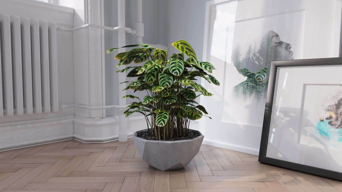 VIZPARK's tweet photo. Peacock Plant - Now available for RHINO and SKETCHUP (3ds Max, Blender, FBX also available):  https://t.co/WwNxT9U8rg https://t.co/O1XTyI886R