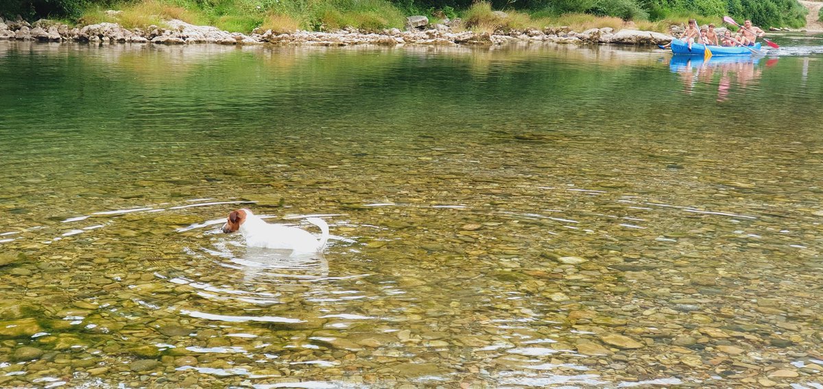 Escapadesamour's tweet photo. Qui choisit ses locations pour faire plaisir à son chien!? 😁😁
Baignade à 25m du gîte
#jamaissansmonchien #gorgedutarn @Tous_en_Aveyron #aveyron https://t.co/iaTUZc4LcA