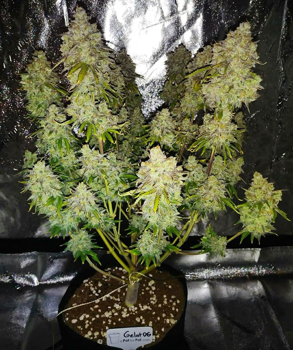 SeedsmanSeeds's tweet photo. 💘 Gelat.OG Auto 💘 grown by 📸 @zona420dude - GelatOG has been harvested! #GelatOG #Autoflower Seed from @seedsmanseeds - 📸 👈 Thanks for sharing your #seedsmanseeds 💘🙏 https://t.co/hCVrtmuFp0