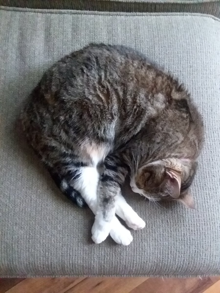 Snail 🐌, shrimp🍤, or Olympic diver🏊‍♂️? 

Happy #Caturday!🐱

#catposes #catflex #catflexibility #catyoga #catastic #happycaturday #caturdaycuties #caturdayvibes #catsofTwitter #cattingaround #catpeople #catdisguise #howtorelax #Olympicinspiration #Olympicinspired #catOlympics