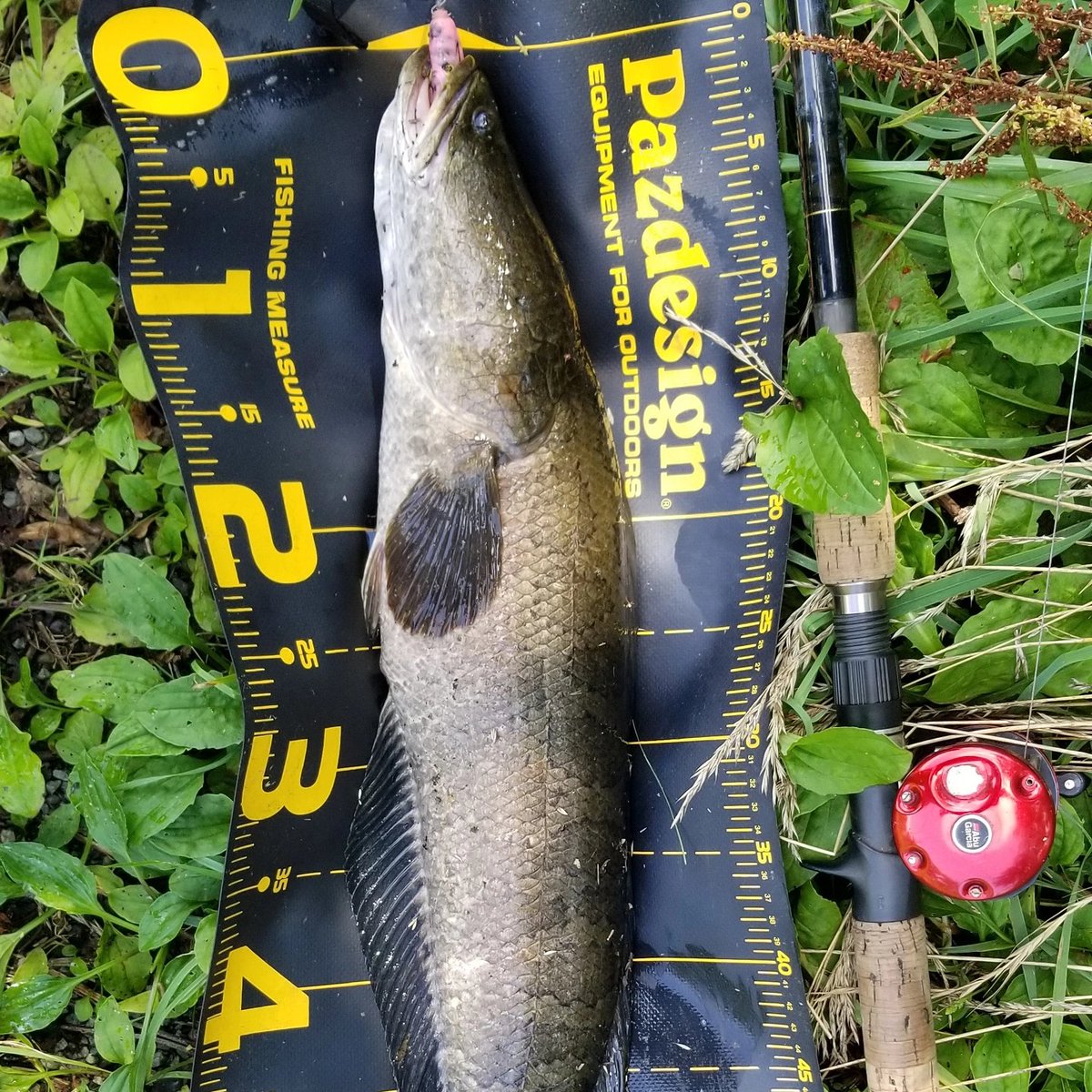 Snakehead Snakehead