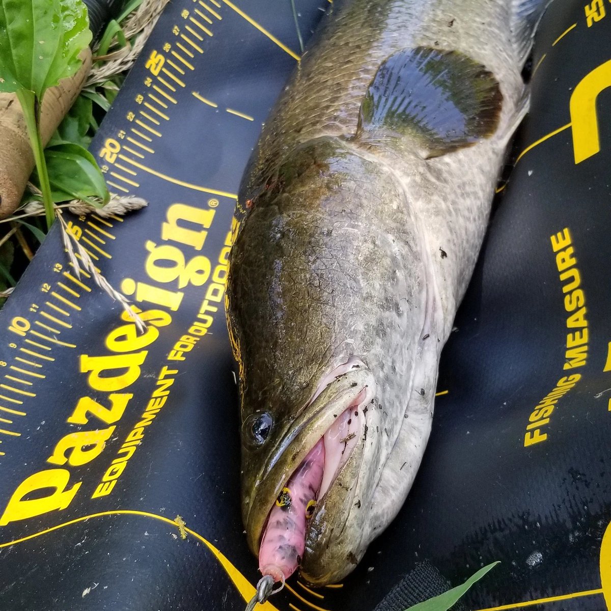 Snakehead Snakehead