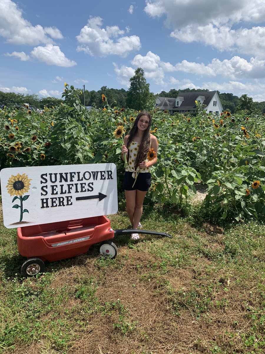 BetsyNMorris's tweet photo. This weekend is your LAST CHANCE to come out and enjoy the sunflowers!  Take pictures of them, in them, or cut some and take pictures with them.  Just come out and support the Kellam Class of 2024 fundraiser. @KellamHigh @awilloughby922 @MeredythParker https://t.co/OYJMpYPiZa