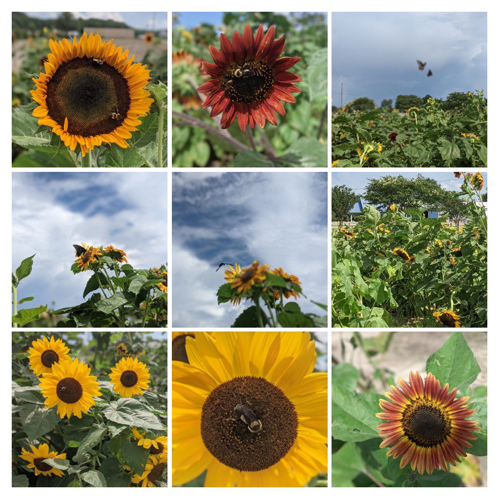 BetsyNMorris's tweet photo. This weekend is your LAST CHANCE to come out and enjoy the sunflowers!  Take pictures of them, in them, or cut some and take pictures with them.  Just come out and support the Kellam Class of 2024 fundraiser. @KellamHigh @awilloughby922 @MeredythParker https://t.co/OYJMpYPiZa