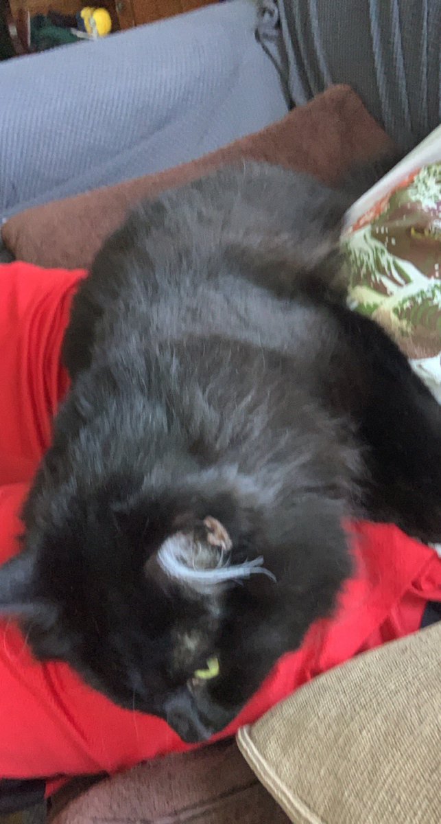 OrionLion1's tweet photo. Dad left me home alone yesterday for three hours so he could get a tattoo done. I’ve decided I should tattoo myself onto him as a seatbelt. That’ll teach em. #CatsOfTwitter #BlackCat https://t.co/GVWErS8sjw