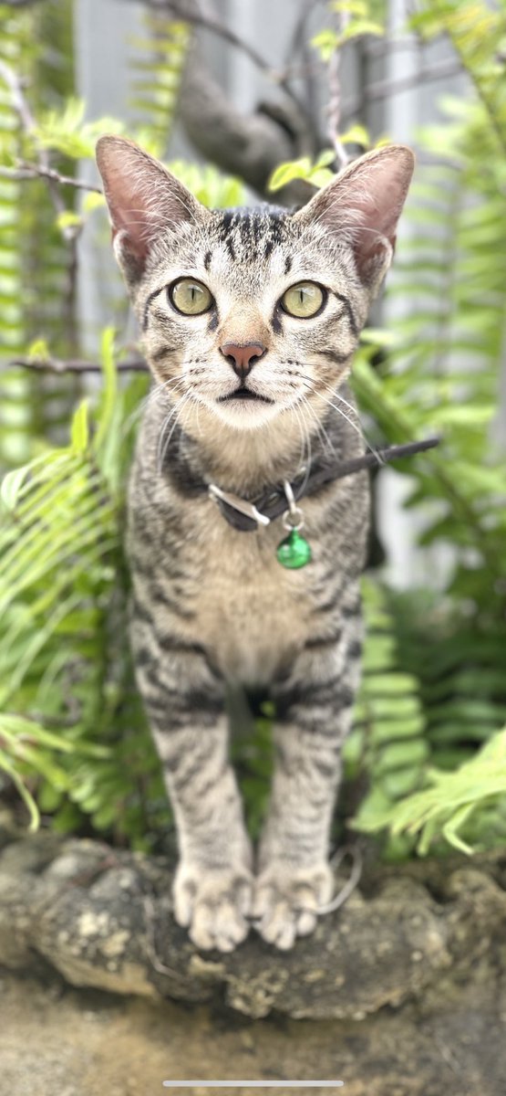 sandyinfocus's tweet image. My very first cat ever. His name is Hati. Please share a pic of your pet 🤗