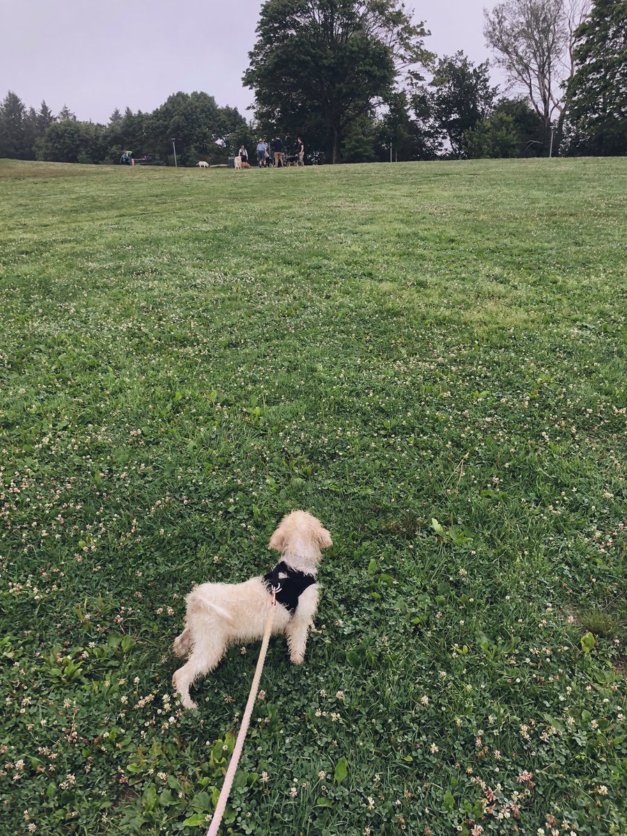 Small cream coloured moyen poodle looking back at other dogs in a field.