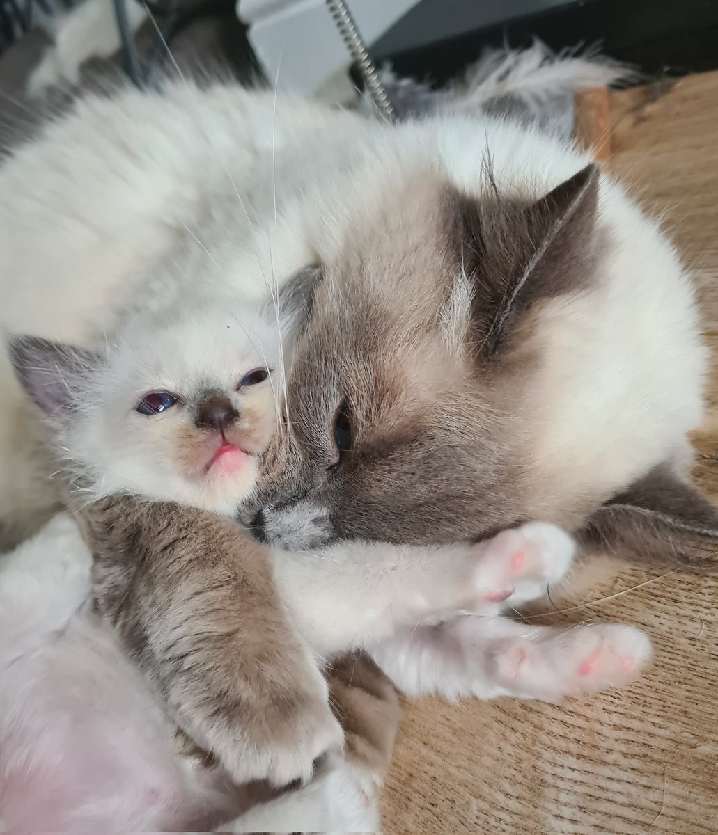 jenthomason1's tweet photo. #Caturday https://t.co/vx7u9Zw4l8