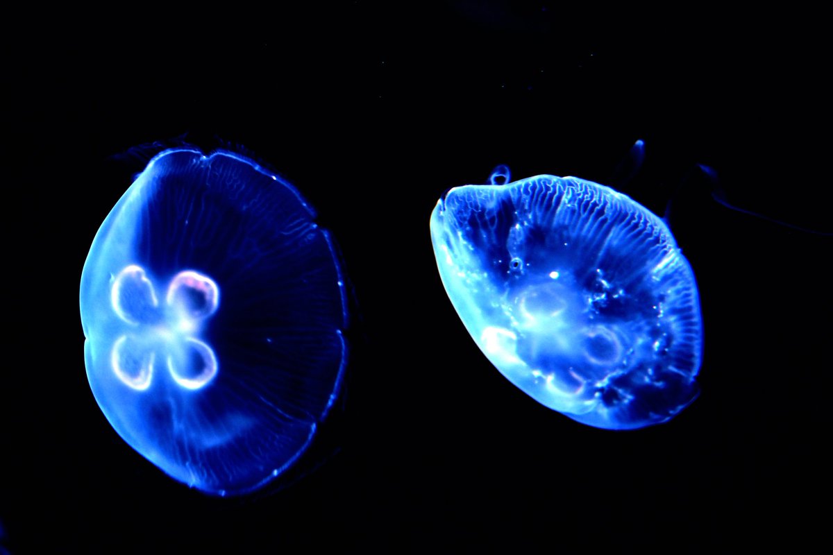 necoze_kohji's tweet photo. #jellyfish ならぬ #jewelryfish 

#カメラ #ファインダー越しの私の世界 #キリトリセカイ #camera #カメラ初心者 #写真撮ってる人と繋がりたい #写真 #写真好きな人と繋がりたい #photo #photographer https://t.co/qVMrfVZBRy
