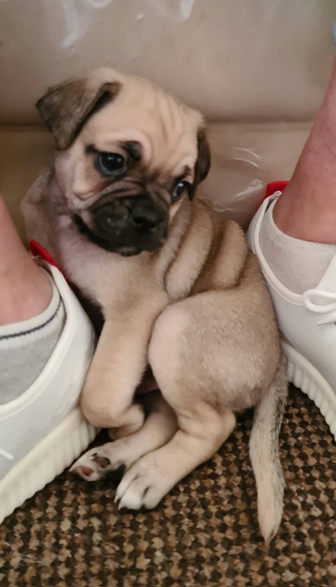 madgeco21's tweet photo. I loves my baby bruver ππ #veryimportantpug https://t.co/RlxXriQwrd
