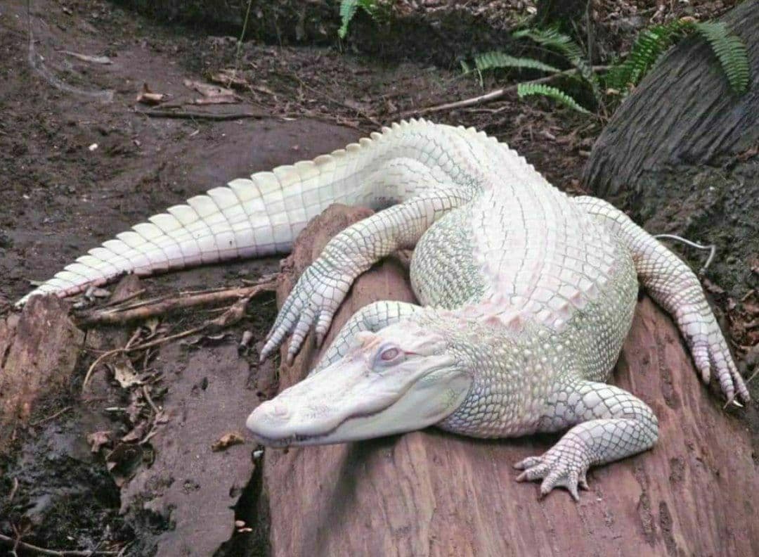 ColorMind01's tweet image. #SabiasQue #Curiosidades

Así luce el cocodrilo albino, su piel es de color blanco marfil y sus ojos de color rosado azulado 🐊

#24Julio #animales
